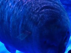 -上海海昌海洋公园-冰山北极馆