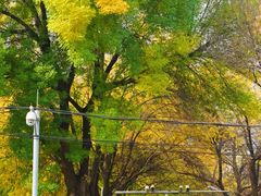-三里屯东五街银杏大道