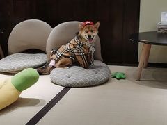 -逗柴咖啡屋·狗咖猫咖宠物桌游