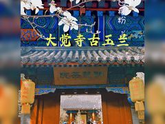 -大觉寺-停车场