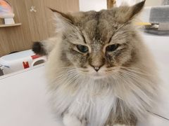-COLOR PETS 撸猫馆·购猫·猫咖(长风大悦城店)