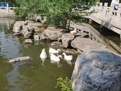 -莲花池公园