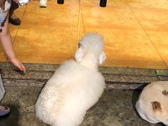 -more than meow吴止猫主题餐厅(承德 中船汇店)