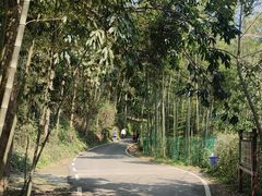 -缙云山景区
