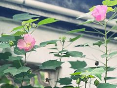 -木渎古镇