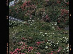 -贵州百里杜鹃风景名胜区
