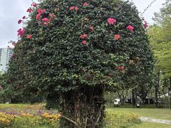 -荔香公园