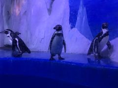 -多彩贵州城极地海洋世界