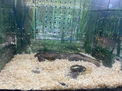 -上海大自然野生昆虫馆