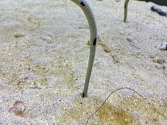 -大阪海游馆