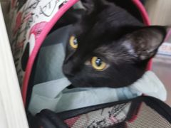 -纳吉亚猫专科动物医院(康都外科中心)