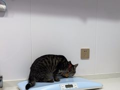 -天使宠物医院·犬猫分诊(彩虹店)