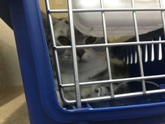 -伟伟宠物医院·CT影像中心·瑞派犬猫综合性门诊(汉口总院)