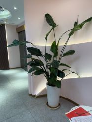-MUSES专业脱毛比基尼サロン日式连锁