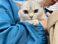 -安安宠物医院(情缘分院)