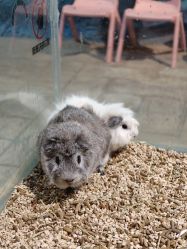 -酷嗒动物文化乐园(cutezoo西溪乐天城店)