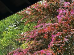 -杭州植物园