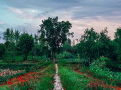 -白鹭湾湿地公园