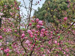 -高东镇樱花园