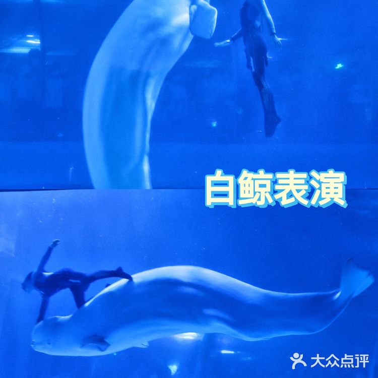 溜娃好去处｜🐠正佳极地海洋世界好玩又好睇