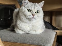 -美联众合动物医院·24h转诊中心