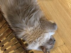 -Cappucimeow猫咪咖啡馆(韦伯时代店)