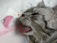 -北京观赏动物医院·24小时大型综合·猫专科·异宠专科