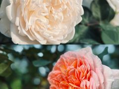 -人民公园(罗湖区)