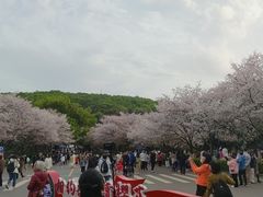 -武汉大学-樱园