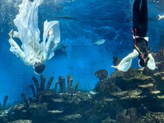 -海合安武汉极地海洋公园