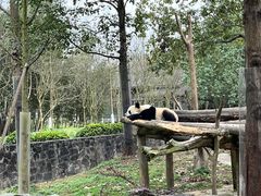 -都江堰中华大熊猫苑