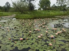 -宁波杭州湾国家湿地公园