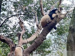 -都江堰中华大熊猫苑