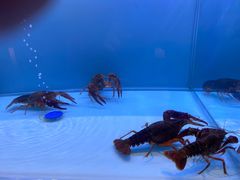 -虾弄弄海派小龙虾·牛羊蝎子火锅