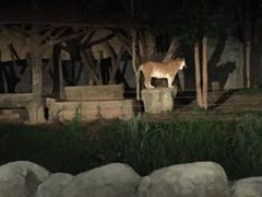 -清迈夜间动物园