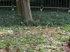 -荔香公园