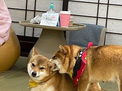 -逗柴咖啡屋·狗咖猫咖宠物桌游
