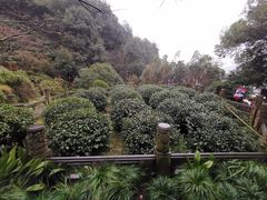 -十八棵（老龙井）御茶园(老龙井店)