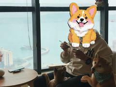 -柴犬小屋·柴餐厅·狗咖食堂(金鼎广场店)