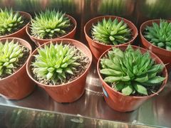 -南山植物园