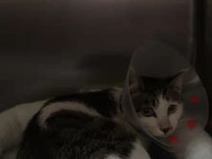 -萌兽医馆·犬猫专科·眼科中心·宠物医院(朝阳门分院)