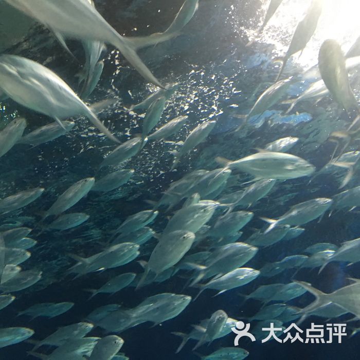 上海海洋水族館圖片-北京海洋館-大眾點評網