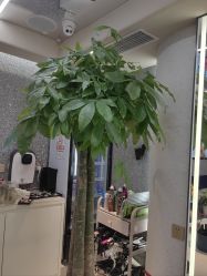 -木北造型