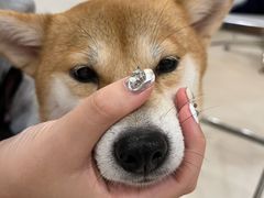 -共舞时光猫咖·狗咖(新街口店)