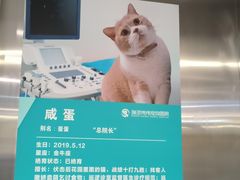 -伟伟宠物医院·CT影像中心·瑞派犬猫综合性门诊(汉口总院)