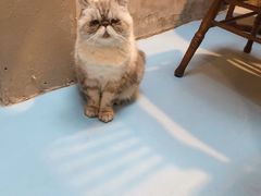 -猫色咖啡·猫咖