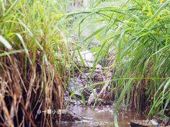 -苏木山森林公园