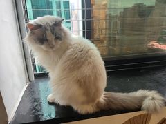 -楼上猫咖(罗湖店)