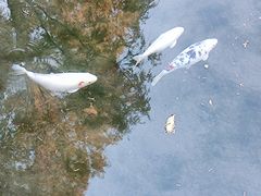 -趵突泉景区
