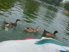 -莲湖公园